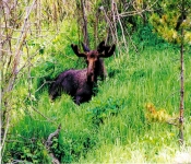 Montana1999  059